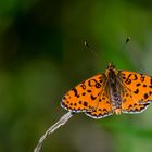 Melitaea didyma