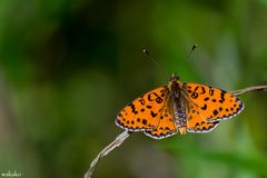 Melitaea didyma