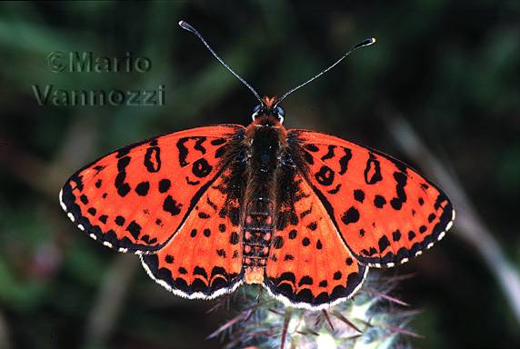 Melitaea didyma