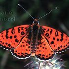 Melitaea didyma