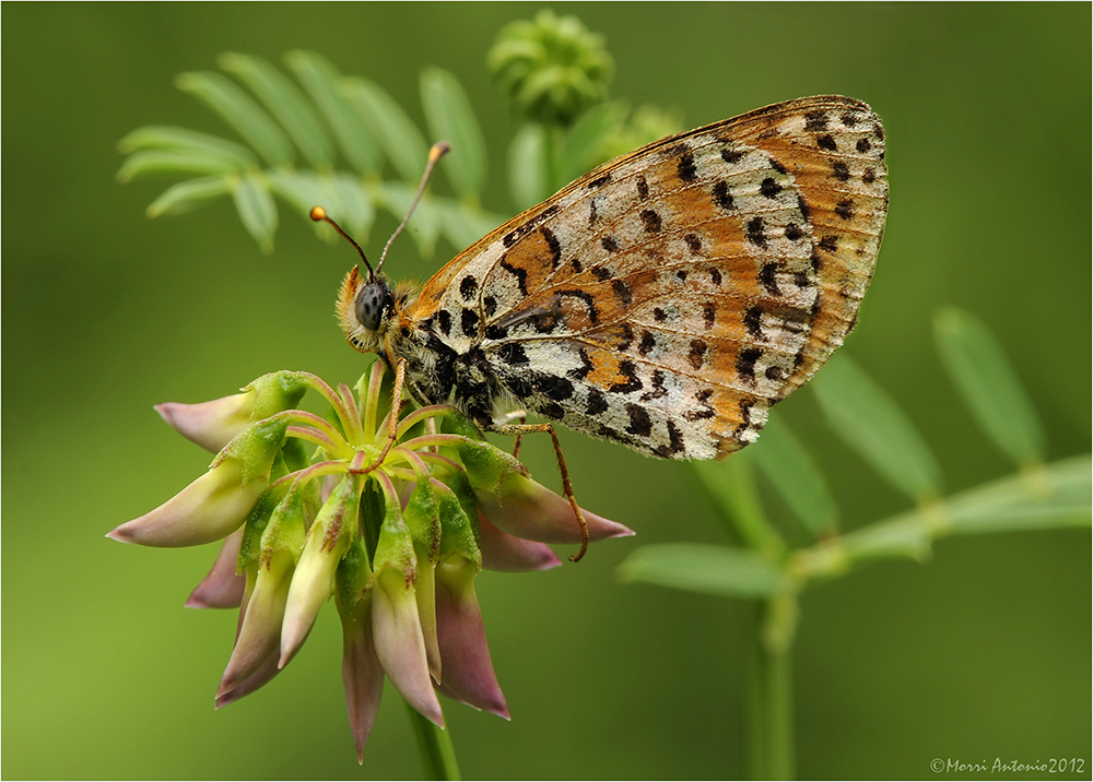 Melitaea   didyma (Esper 1779)