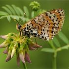 Melitaea   didyma (Esper 1779)