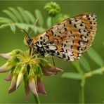 Melitaea   didyma (Esper 1779)