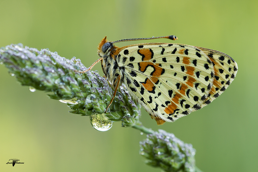 Melitaea didyma