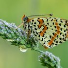 Melitaea didyma