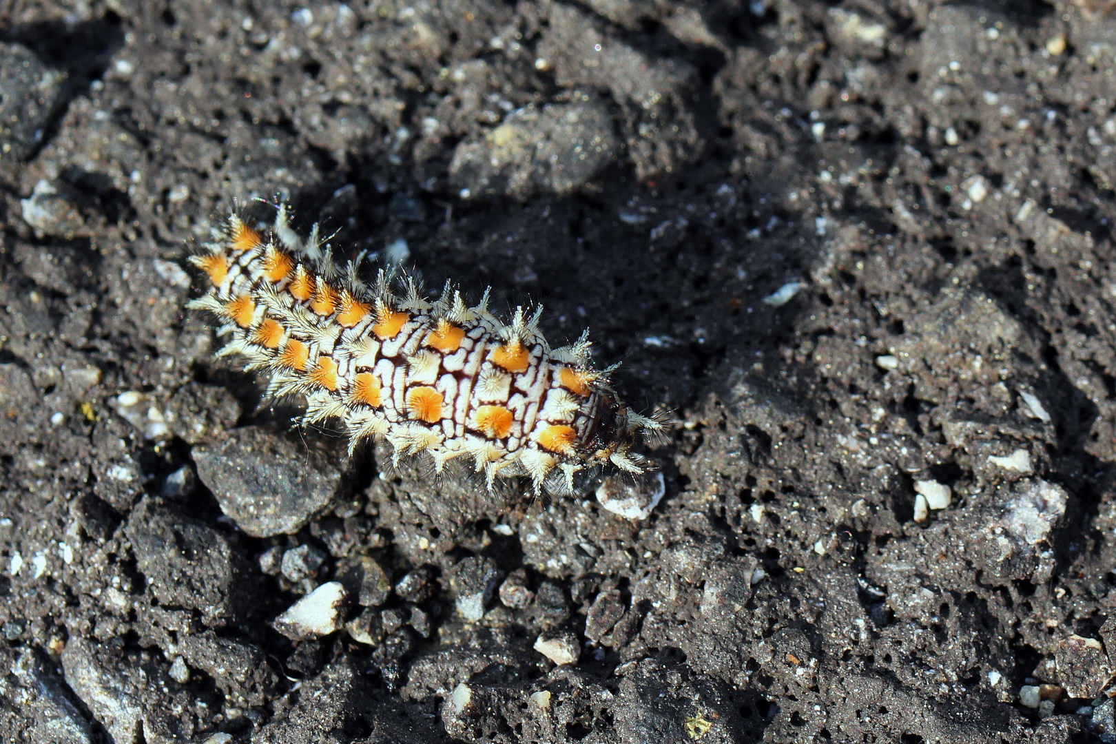 Melitaea didyma