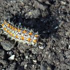 Melitaea didyma