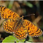 Melitaea didyma  h 9