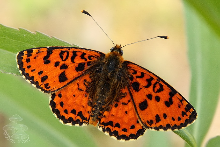 Melitaea didyma - hnedacik pystekovy