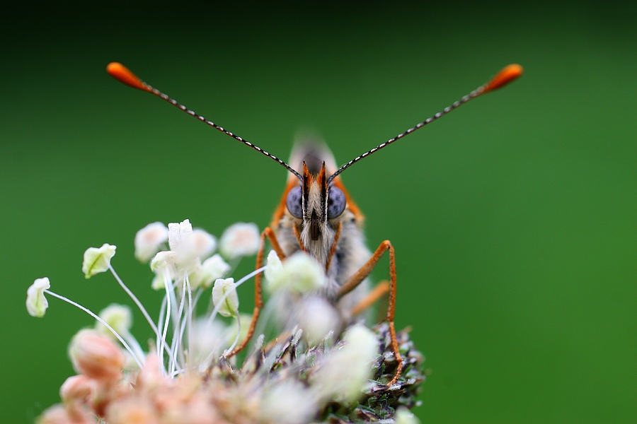 Melitaea didyma II.