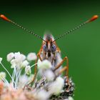 Melitaea didyma II.