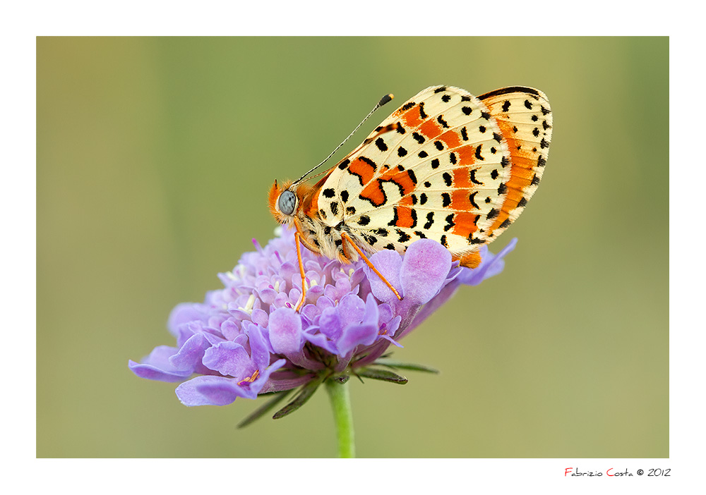 Melitaea didyma, la più fotografata del momento