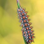 Melitaea didyma - larva