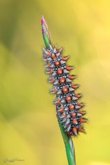 Melitaea didyma - larva