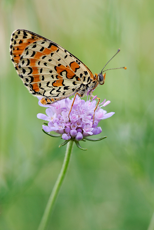 Melitaea didyma - Loc Goiane - Ome (Bs) Italy - Nikon D200 - Tokina 100 Macro