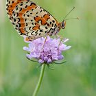 Melitaea didyma - Loc Goiane - Ome (Bs) Italy - Nikon D200 - Tokina 100 Macro