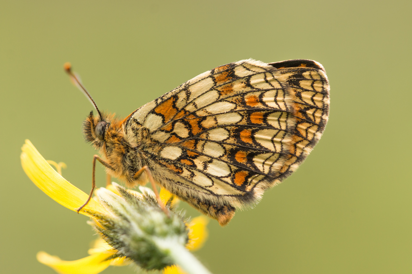 Melitaea