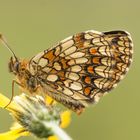 Melitaea