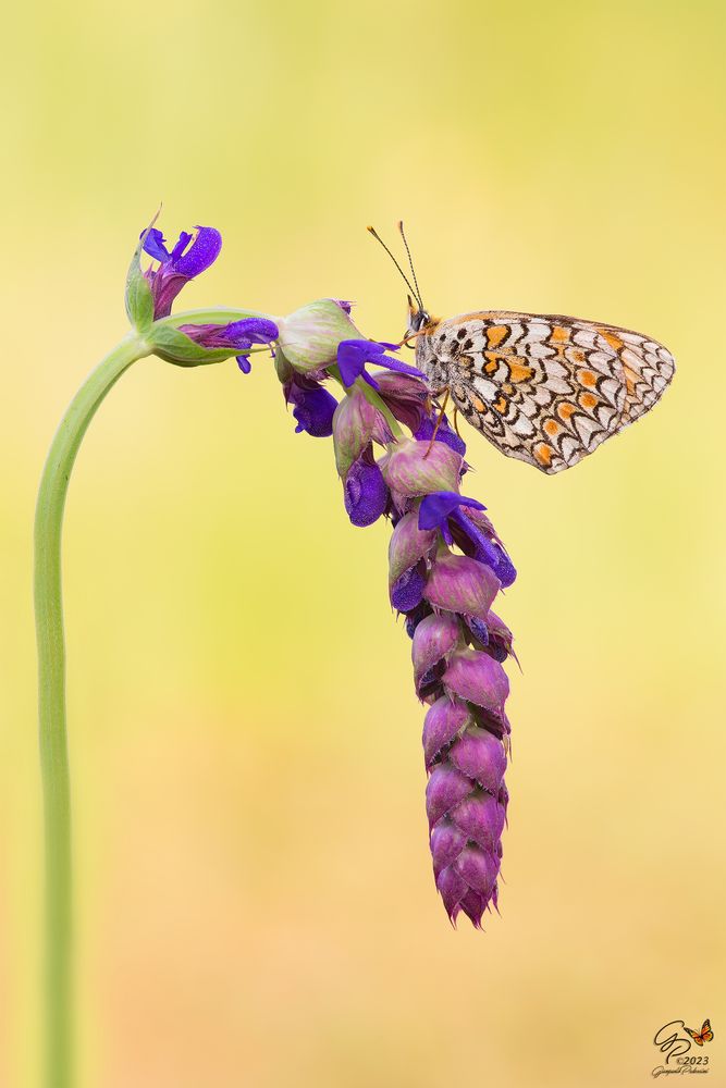 Melitaea