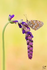 Melitaea