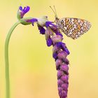 Melitaea