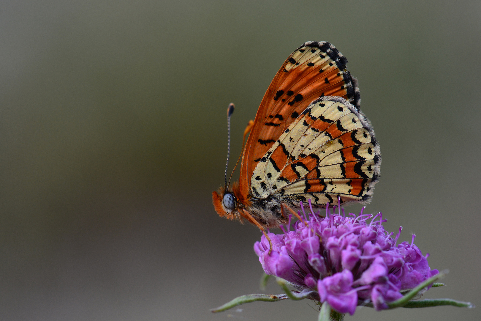 Melitaea interrupta , Caucasian Spotted Fritillary