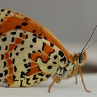 Melitaea ornata