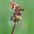 Melitaea parthenoides