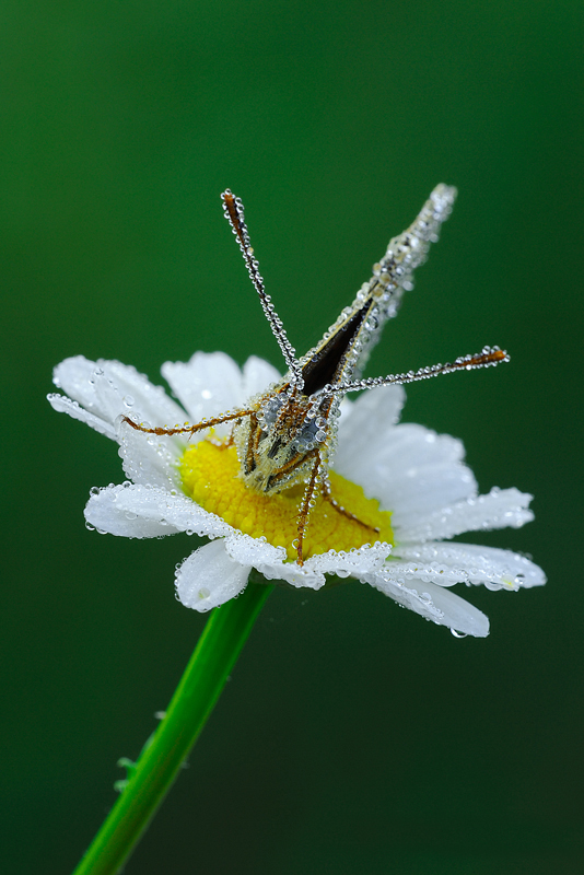 Melitaea Phoebe di Marco Lascialfari 