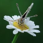 Melitaea Phoebe