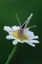 Melitaea Phoebe di Marco Lascialfari 