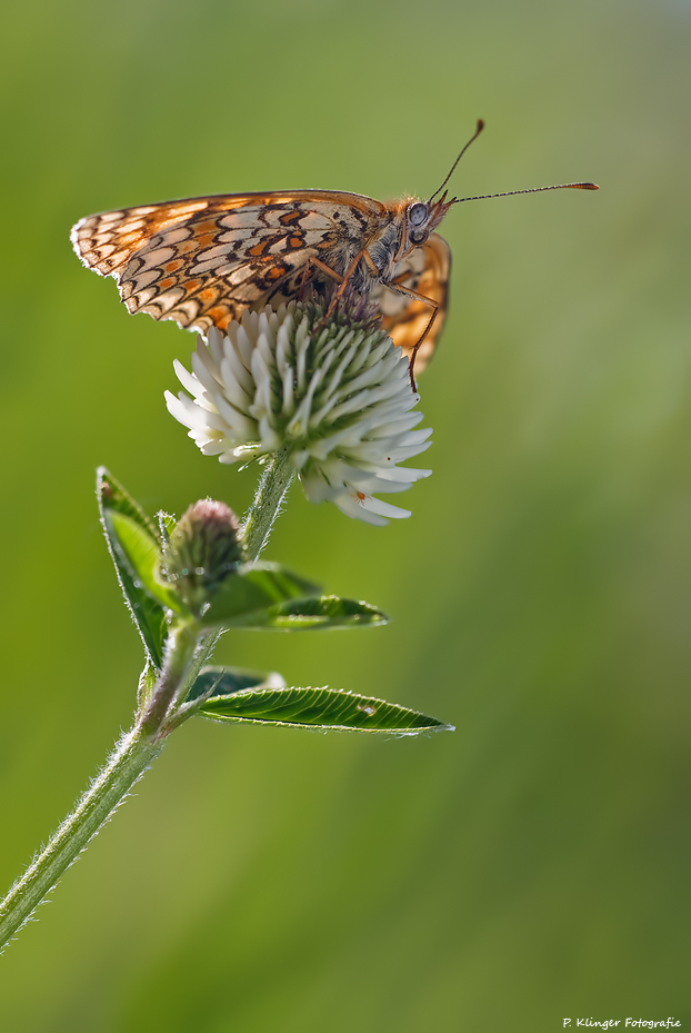 Melitaea phoebe