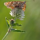 Melitaea phoebe