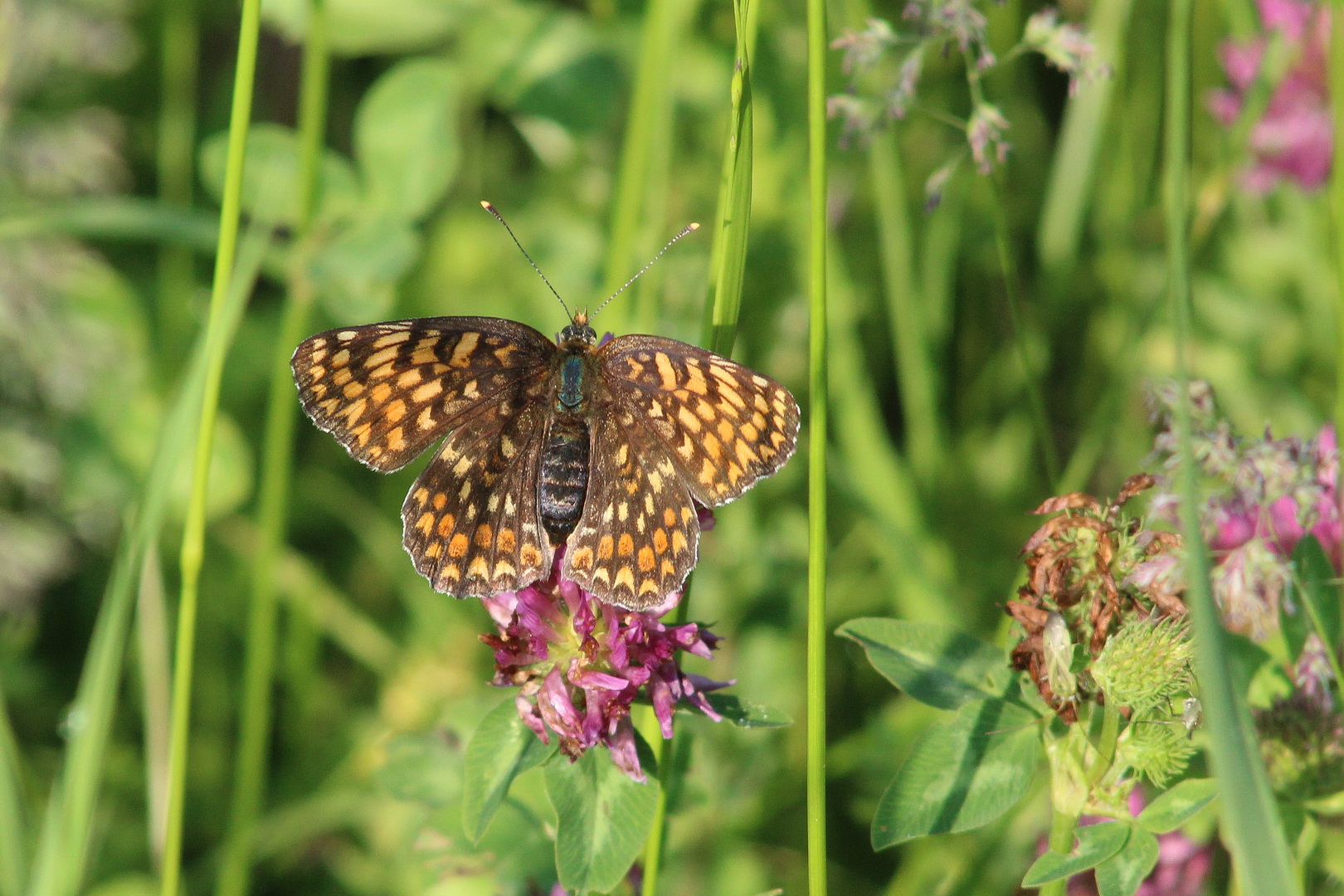 Melitaea phoebe