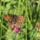 Melitaea phoebe