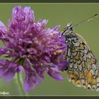 Melitaea phoebe