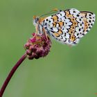 Melitaea phoebe