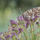 Melitaea phoebe