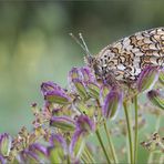 Melitaea phoebe