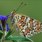 Melitaea phoebe