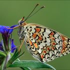 Melitaea phoebe