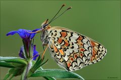 Melitaea phoebe