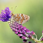  Melitaea phoebe - Denis &amp; Schiffermüller, 1775