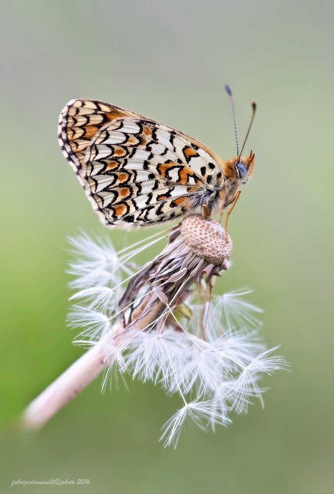 Melitaea phoebe - Denis & Schiffermüller, 1775