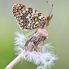 Melitaea phoebe - Denis & Schiffermüller, 1775