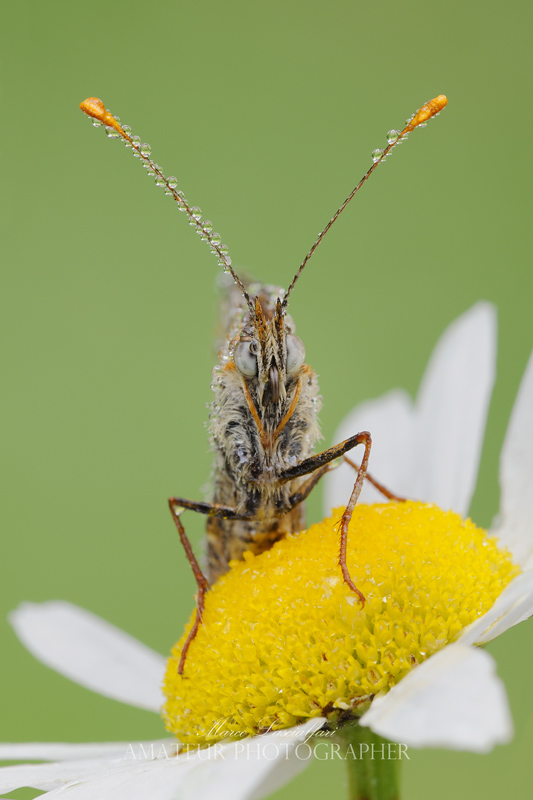 Melitaea phoebe ([Denis & Schiffermüller],1775)