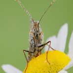 Melitaea phoebe ([Denis & Schiffermüller],1775)