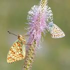 Melitaea phoebe e licedine