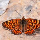 Melitaea phoebe, Flockenblumen-Scheckenfalter ???