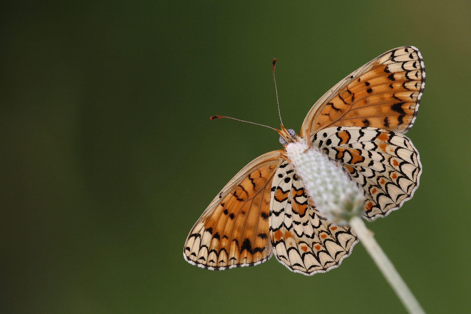 Melitaea phoebe ,Knapweed fritillary 